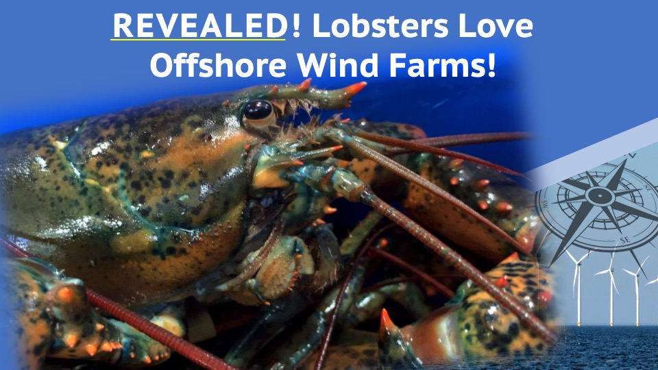 Lobsters Love Offshore Wind